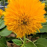 アリストロキア ギガンテア,お花,向日葵　ひまわり　ヒマワリ,ウォーキングにて,お出かけ先の画像