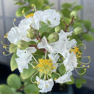 サルスベリ,百日紅（サルスベリ),鉢植え,小品盆栽,ベランダの画像