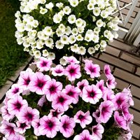 ニチニチソウ,サフィニア,夏の花,サフィニアブーケ,サントリー フラワーズの画像