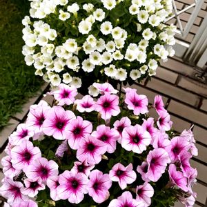 ニチニチソウ,サフィニア,夏の花,サフィニアブーケ,サントリー フラワーズの画像