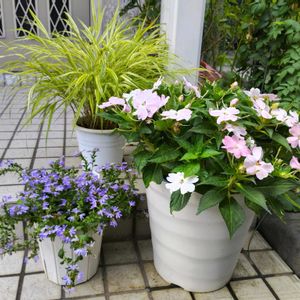 サンクエール ブルーグラデーション,サンパティオ　ブラッシュピンク,花のある暮らし,植物のある暮らし,植中毒の画像