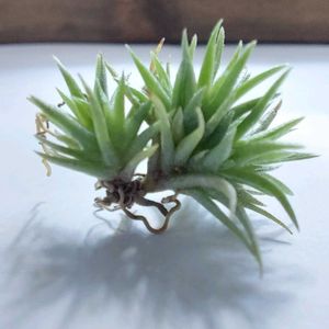 アエラントス,テディベア,Tillandsia aeranthos 'Teddy Bear',子株,成長記録の画像