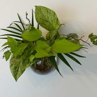 観葉植物,水挿し,壁掛け,リビング・ダイニングの画像