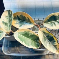 フィカス・ティネケ,鉢植え,ダイソー,ネコ好き,DAISOの画像