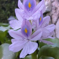 ホテイアオイ,お花,過去pic,今日のお花,写真の画像