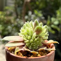センペルビウム,多肉植物,鉢植え,ダイソー,ネコ好きの画像