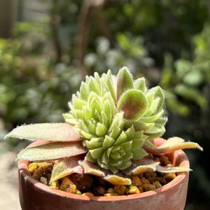センペルビウム,多肉植物,鉢植え,ダイソー,ネコ好きの画像