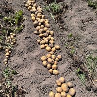ジャガイモ,家庭菜園の画像