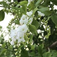 デュランタ,デュランタ アルバ,デュランタアルバ ホワイトラブの画像