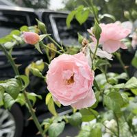 トマト,トマト,イングリッシュローズ,DA ウォラトンオールドホール,DA ヴァネッサベルの画像