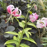 イワシャジン,ユリ,シマカノコユリ,球根植物,山野草の画像