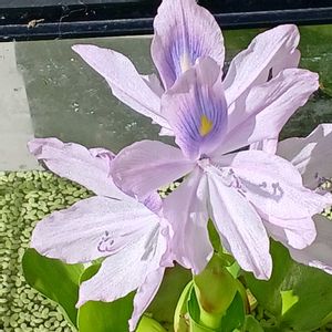 ホテイアオイ,ホテイアオイ,今日のお花,宮城県,我ら宮城県民の画像