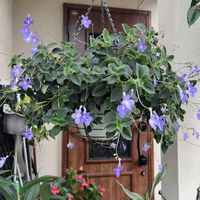 ストレプトカーパス,ニオイバンマツリ,鉢植え,頂き物,楽しみ〜の画像