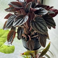 ペペロミア,ペペロミア,観葉植物達,ペペロミア カペラータ,ペペロミア カペラータの画像