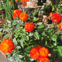 オステオスペルマム,オニタビラコ,バラ カリスマ,山野草,ばら バラ 薔薇の画像