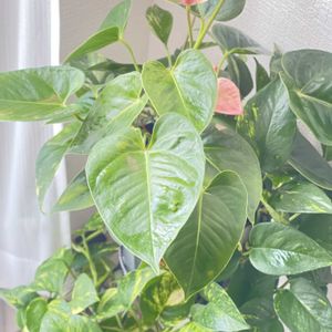 アンスリウム,ポトス,観葉植物,成長記録,半日陰の画像