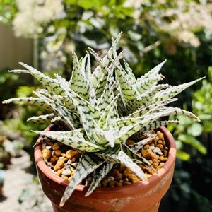 アロエ,アロエブリザード,アロエ  ハイブリッド,多肉植物,鉢植えの画像