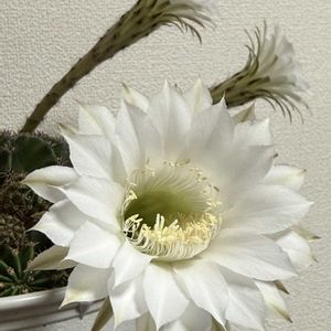 お気に入り,気になる,ベランダの画像