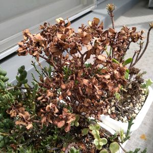 天狗の舞,多肉植物,クラッスラ属,ナツ☀️ナツ☀️ナツ,ベランダの画像