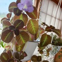 エピスシア,班入りワイヤー プランツ,エピスシア・リラキナ(ブラックタイプ),ハンキング,観葉植物の画像