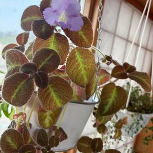 エピスシア,班入りワイヤー プランツ,エピスシア・リラキナ(ブラックタイプ),ハンキング,観葉植物の画像