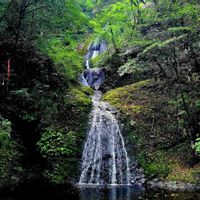 イワタバコ,シロバナイワタバコ,シロバナイワタバコ,阿寺の七滝,阿寺の七滝の画像