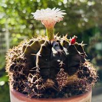 サボテン,牡丹玉,多肉植物,子株,鉢植えの画像