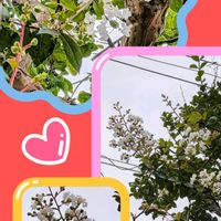 アルストロメリア,トケイソウ,パッションフルーツ,ムラサキツユクサ,秋植えヒマワリの画像