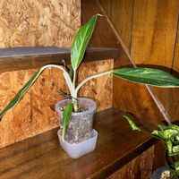 アグラオネマ,アグラオネマ ホワイトステム,アグラオネマ スノーホワイト,観葉植物,植え替えの画像