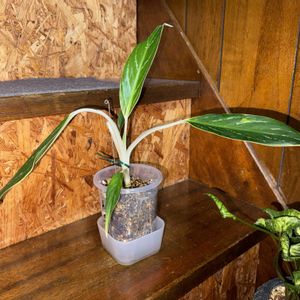 アグラオネマ,アグラオネマ ホワイトステム,アグラオネマ スノーホワイト,観葉植物,植え替えの画像