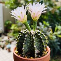 サボテン,牡丹玉,多肉植物,鉢植え,ダイソーの画像