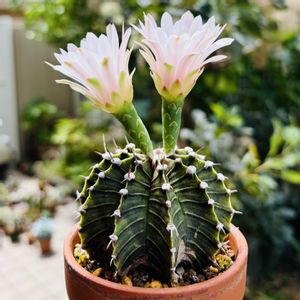 サボテン,牡丹玉,多肉植物,鉢植え,ダイソーの画像