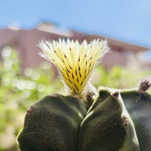 サボテン,鸞鳳玉,アストロフィツム複隆鸞鳳玉,多肉植物,鉢植えの画像