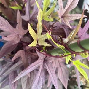 8月の花,横浜,PW,イポメア♡,ベランダの画像