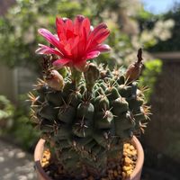 サボテン,緋花玉,多肉植物,鉢植え,ダイソーの画像