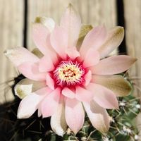 サボテン,緋花玉,多肉植物,鉢植え,お花の画像