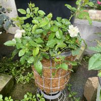 夏の庭,ミニバラ・グリーンアイス,鉢植え,フロントガーデンの画像