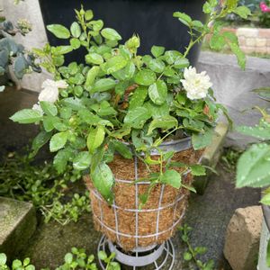 夏の庭,ミニバラ・グリーンアイス,鉢植え,フロントガーデンの画像