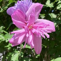 ムクゲ,八重咲きムクゲ,ピンクワールドへ ようこそ,癒しの薄紫,金曜日の蕾たちの画像