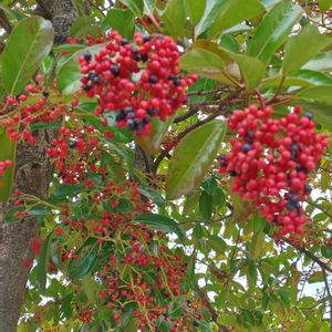 珊瑚樹,サンゴジユ,花散歩,花のある暮らし,植物のある暮らしの画像