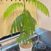 エバーフレッシュ,ネコのいる暮らし,猫にも安全な植物,トビムシ嫌い,また新葉の画像