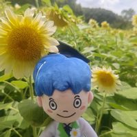 ヒマワリ,フジ,ひまわり畑,ひまわり,ヒマワリ(プロカットホワイトライト)の画像