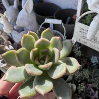 多肉,エケベリア,多肉植物,エケベリア属,ベランダガーデンの画像