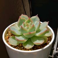 マッコス,ピンクルルビー,オリビア, シルエット,多肉植物の画像