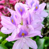 アサガオ,コリウス,ハイビスカス,ホテイアオイ,ビンカの画像