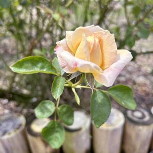バラ,GSのみなさんに感謝♡,幸せの黄色いお花,GSミニモニ。,ありがとう♡嵐♡の画像