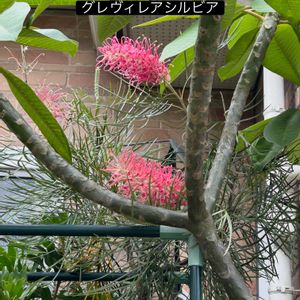 ウッドデッキ,オージープランツ,花のある暮らし,バラ大好き,庭パトの画像