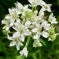 ニラ,ニラ,ニラの花,小さな花,白い花の画像