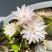ギムノカリキウム,ギムノカリキウム,サボテンの花,北海道タニラー,ベランダの画像