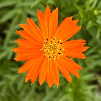 キバナコスモス,黄花コスモス,キバナコスモスの蕾,川沿い,暑い夏の日の画像
